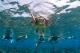 Snorkel with us and see who you meet!  - 1 Day Outer Reef Experience ex CNS Passions Of Paradise