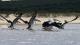 Pelicans on the Warren River Mouth - Beach and Forest Eco Adventure Pemberton Discovery Tours