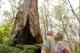 Old growth Karri Forest
 - Beach and Forest Eco Adventure Pemberton Discovery Tours