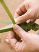 New South Wales Tours, Cruises, Sightseeing and Touring - Island Culture Tour - ICT