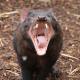 Tasmanian Devil at Cleland  - Cleland Wildlife Park Experience Pure SA