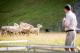 TSS Earnslaw Walter Peak Farm & BBQ Lunch Excursion
 - TSS Earnslaw, Walter Peak Farm & Gourmet BBQ Lunch, 4 hours RealNZ