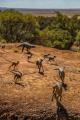 Dinosaur Canyon at Australian Age of Dinosaurs
 - 5 Day Winton Explorer - WTNEXP Red Dirt Tours