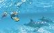 Dolphin Swim Tour ex Rockingham Perth Wildlife Encounters - Photo 2