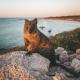 REX Hero Quokka
 - Experience Rottnest -Ferry&Bike Hire&Frankies on Rotto Lunch Rottnest Express