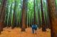 Rotorua's Famous Redwood Forest
 - Arawa Park Hotel