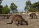 Kangaroos on the doorstep
 - Sea Dragon Kangaroo Island