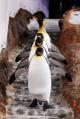 Sydney City and surrounds Attractions and Theme Parks Tickets - Sydney Aquarium Admission