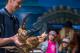 Giant Tasmanian Crab
 - Seahorse World Fully Guided Tour - SHW Tour Seahorse World