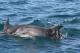 Dolphins playing beside the ferry
 - Queenscliff to Sorrento: Additional Vehicle Passenger Only Searoad Ferries