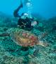 Diving with Turtle
 - Moore Reef Day Tour ex Cairns Hotels Sunlover Reef Cruises