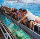 Glass bottom boat
 - Moore Reef -10 Minute Scenic Heli Flight Sunlover Reef Cruises