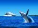 Whale Watching - Whale Watching Cruise w/ Sea to Sky ex Holt St Wharf Tangalooma Day Trips