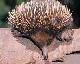 
 - Wild Australia Experience Taronga Zoo