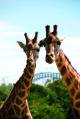 Giraffes
 - Wild Australia Experience Taronga Zoo