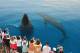 Hervey Bay Tours, Cruises, Sightseeing and Touring - Half Day Whale Watching Tour - PM - WWPM - Concession