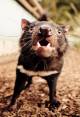 Tassie Devil  - Tasmanian Devil Tracker Adventure & Unzoo The Tasmanian Nature Company