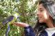Green Rosella Feeding - Tasmanian Devil Tracker Adventure & Unzoo The Tasmanian Nature Company