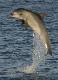 Dolphin Watch ex Glenelg - No Transfers Temptation Sailing - Photo 4