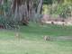 Gardens
 - Territory Manor Motel & Caravan Park
