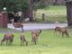 Wildlife
 - The Grampians Motel & Views Restaurant