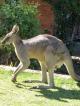 Wildlife
 - The Grampians Motel & Views Restaurant