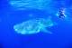 Whale Shark
 - Whale Shark Interaction Tour Three Islands Whale Shark Dive