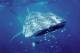 Whale Shark 
 - Whale Shark Interaction Tour Three Islands Whale Shark Dive
