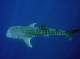 Whale Shark  - Whale Shark Interaction Tour Three Islands Whale Shark Dive