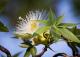Boab Flowering
 - Timber Creek Hotel