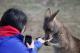 Hand feeding wildlife at Bonorong Wildlife Park
 - Mt Field, Wildlife & Mt. Wellington - Active Day Tour Tours Tasmania