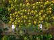 Chalet Bluegum and Chalet Rosegum
 - Tree Chalets