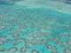 Reef
 - Wilson Island Resort