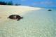 Turtle
 - Wilson Island Resort