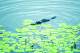 Cairns/Tropical Nth Tours, Cruises, Sightseeing and Touring - T1 - Rainforest Wildlife Tour ex Lake Barrine