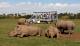 Open Vehicle Adventure
 - Early Morning Savannah Experience Werribee Open Range Zoo