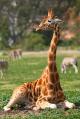 Werribee Open Range Zoo
 - Early Morning Savannah Experience Werribee Open Range Zoo