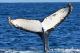 Whale Watch Western Australia Humpback Fluke
 - Perth Whale Watch Experience Whale Watch Western Australia