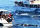 Whales in Paradise - Dolphin & Tangaloom Wrecks Cruise with Gold Coast coach trsf See Moreton