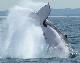  - Dolphin & Tangaloom Wrecks Cruise with Gold Coast coach trsf See Moreton
