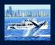 Brisbane Tours, Cruises, Sightseeing and Touring - Whale Watching Cruise - Brisbane transfers