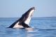 Humpback whale head lunge with Whalesong
 - Whale Watching Half Day - Afternoon + Sunset Cruise Whalesong Cruises Hervey Bay