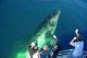 Fraser Coast Tours, Cruises, Sightseeing and Touring - Whale Watching Half Day - Extended Morning Cruise