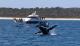 Humpback whale lazy breach Whalesong
 - Whale Watching Half Day - Extended Morning Cruise Whalesong Cruises Hervey Bay