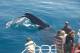 Whale Watching  - Champagne Sunset Sail Blue Dolphin Marine Tours
