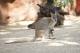 Wallaby  - WILD LIFE Sydney Admission WILD LIFE Sydney