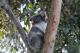 Koala at Wildlife Wonders
 - Private Wildlife Tour with Conservationist Guide Wildlife Wonders