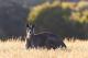 VIC Country Tours, Cruises, Sightseeing and Touring - Dusk Discovery Wildlife Tour
