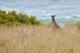 Wallaby at Wildlife Wonders - Private Wildlife Tour with Conservationist Guide Wildlife Wonders