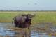 Wildlife
 - Wildman Wilderness Lodge